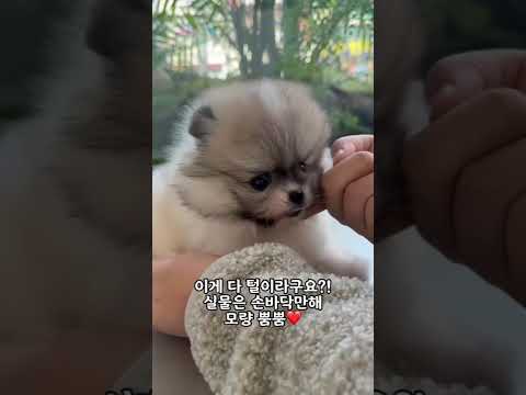 모량 뿜뿜한 <strong>세이블</strong> 포메라니안 한손 가득가득 사랑스러워,, 부산강아지 부산고양이