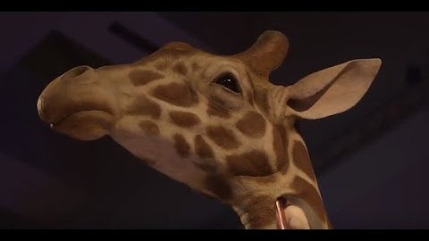 Biomechanics: The Machine Inside