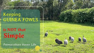 Why Keeping and Raising Guinea Fowls Can be Difficult - Permaculture Life