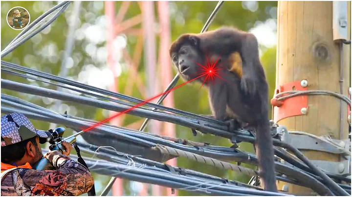 How Do Hunters and Farmers Deal with Millions of Lions, Monkeys, Camels, Wild boars by Guns?