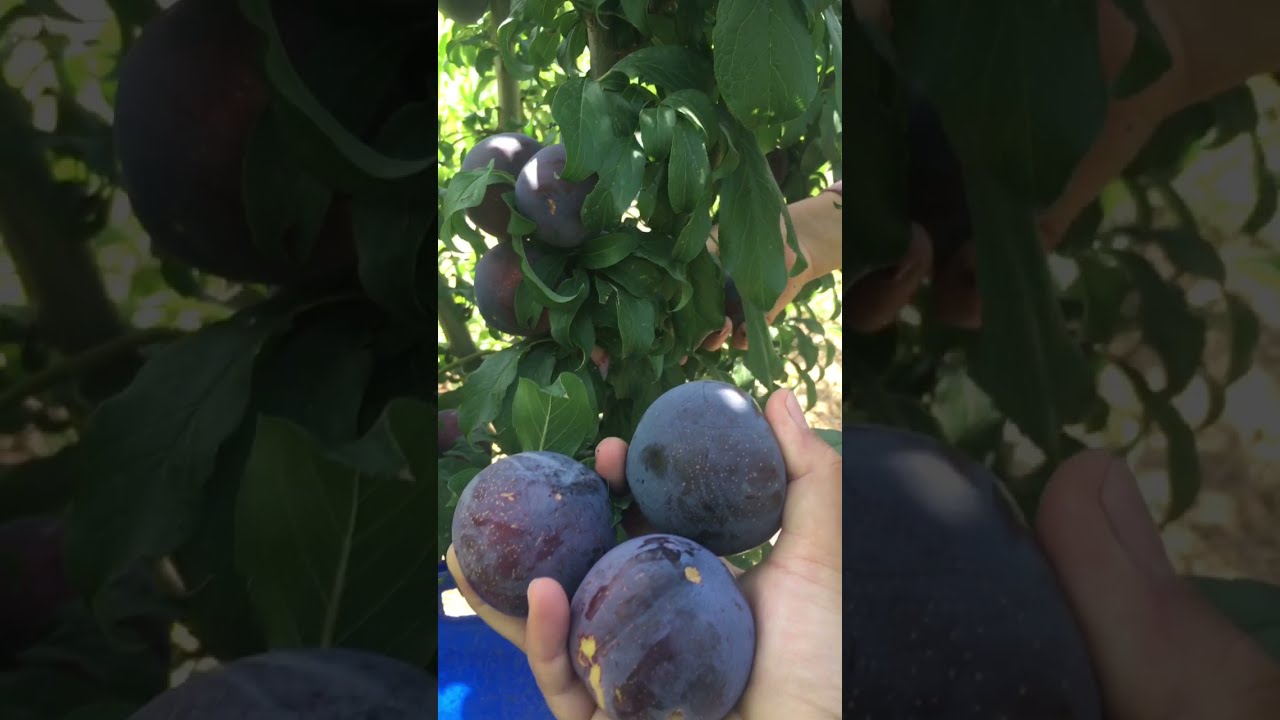 Finally over with our plum season 😁😁🌿 YouTube