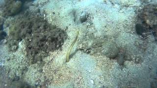 Snake eel back home at Sharp Island