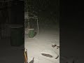 Snow fall #america #weather #snowday #snowfall #SnowStorm2026 #knightdale #Raleigh #NC