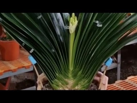 君子兰最怕一种肥，多数人都在用，难怪养不好