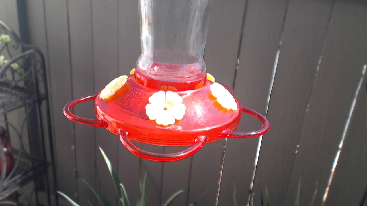 video phone beyonce mp3 Bella Hummingbird Nest Cam 09-22-2018 11:33:55 - 12:29:12