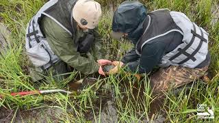 Oregon Spotted Frog Spring Survey at Blooms Preserve