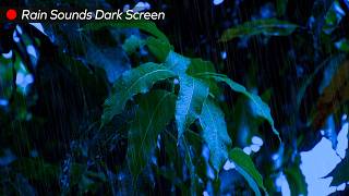 Best Rain Sounds In The Forest At Night | Perfect For Sleeping & Studying Black Screen