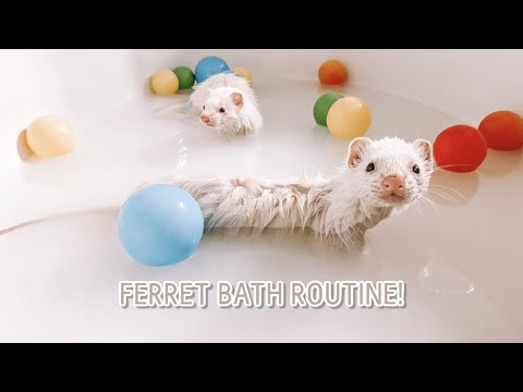 Wideo: Kąpiel i pielęgnacja fretki
