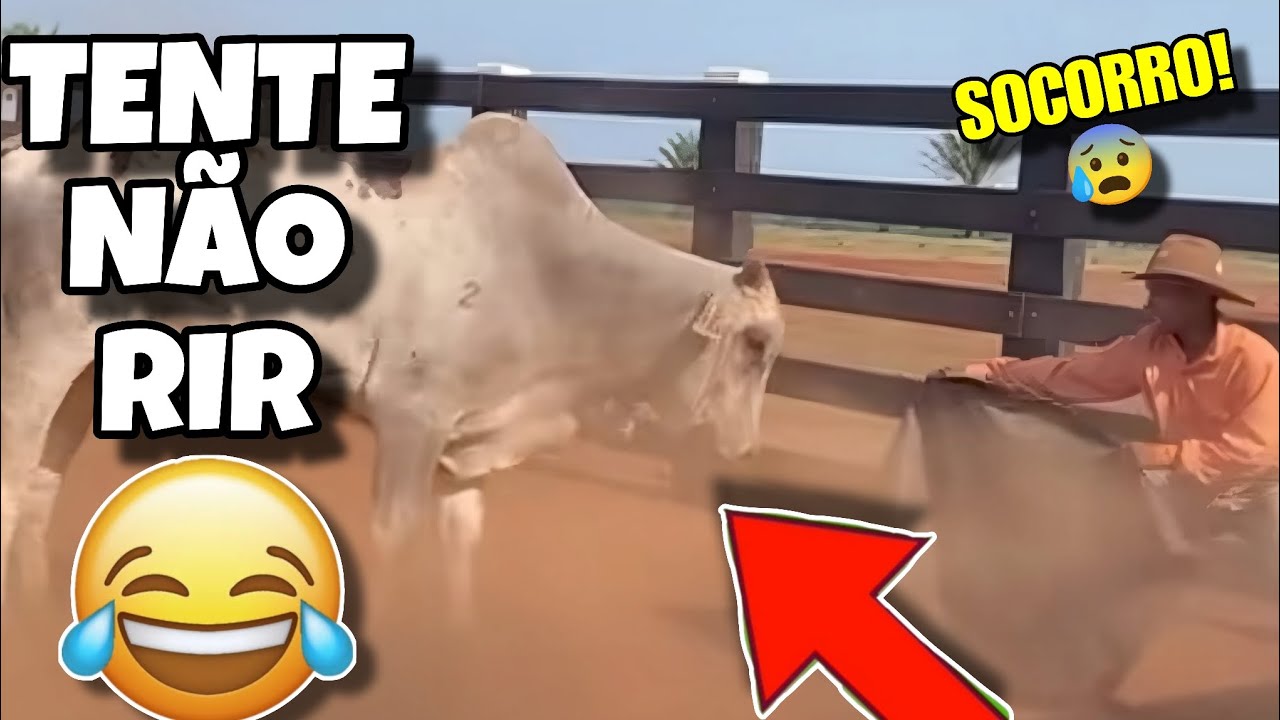 TENTE NÃO RIR: OS MELHORES VÍDEOS DA INTERNET #tentenaorir #videosengracados #humor #comedia #tiktok