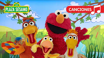 Plaza Sésamo: ¡Elmo y sus amigos patitos! | Canción