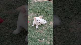 Funny kitten and dog playing #16 #cats #funnyanimals #shorts #viral