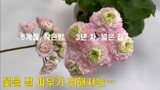 이게 바로 환경차이?! \/ 제라늄엔 이것만큼 좋은건 없다 \/ 꽃수다🌸
