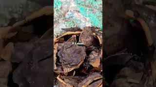 find bugs in nutshells with me! #walnut #wall nutshell #bugs #earwig #GROSS