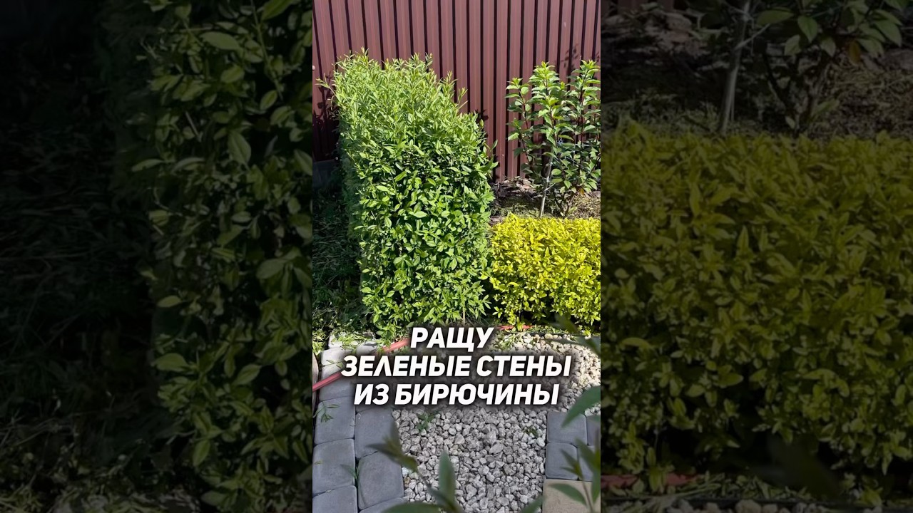 Высокая живая изгородь из бирючины