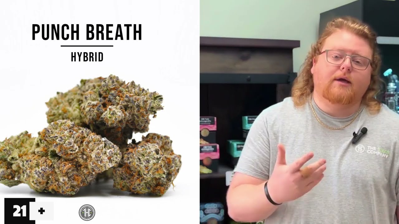 Punch Breath Strain Review: The Strain That's Knocking People Out!