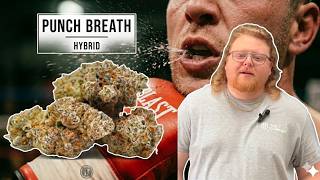 Punch Breath Strain Review: The Strain That's Knocking People Out!