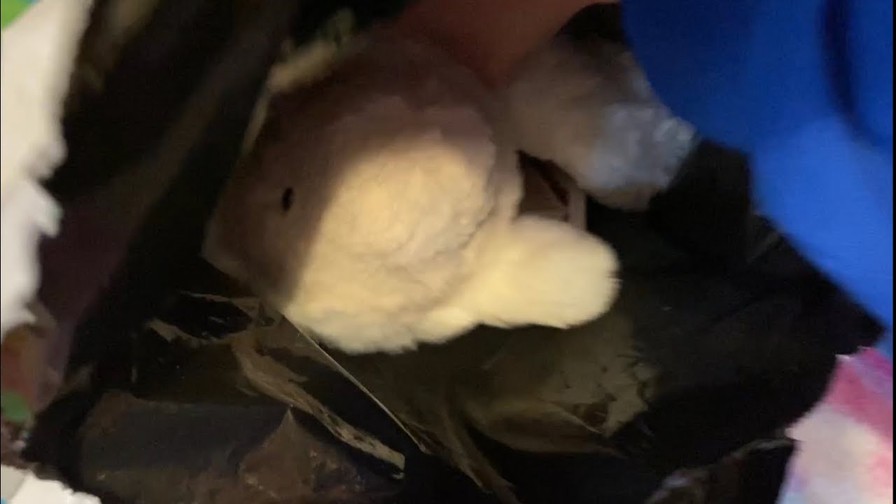 Opening my Jellycat smudge lamb! - YouTube