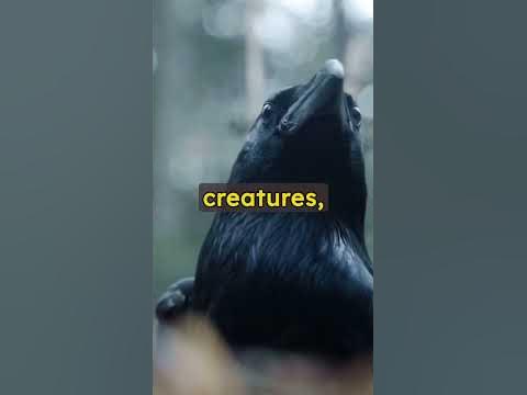 Mind-Blowing Facts: Unveiling the Secrets of Crows - YouTube