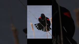 Red winged Blackbird Calling at Ottawa National Wildlife Refuge