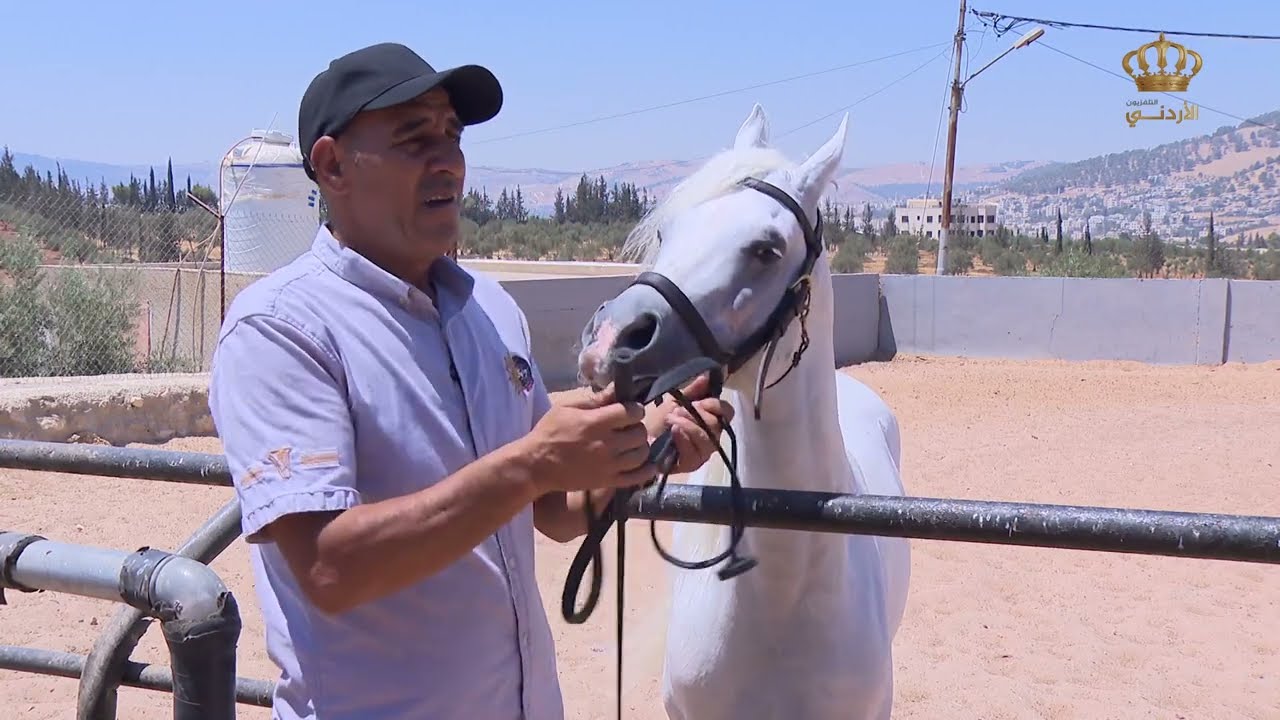 أرض الخير | تربية الخيول العربية