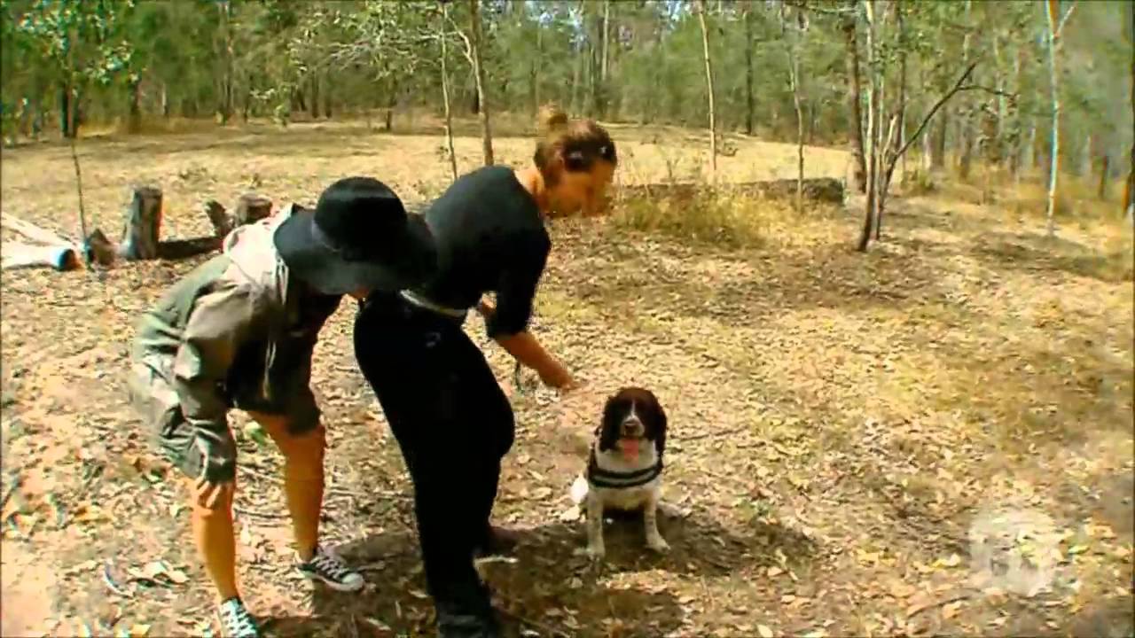 Totally Wild - Taz koala conservation dog - OWAD Environment