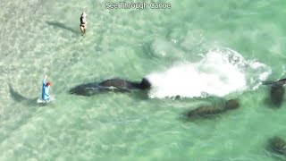 Manatees Can Move Faster Than You Think. People at The Beach in Florida Touching Manatees and...