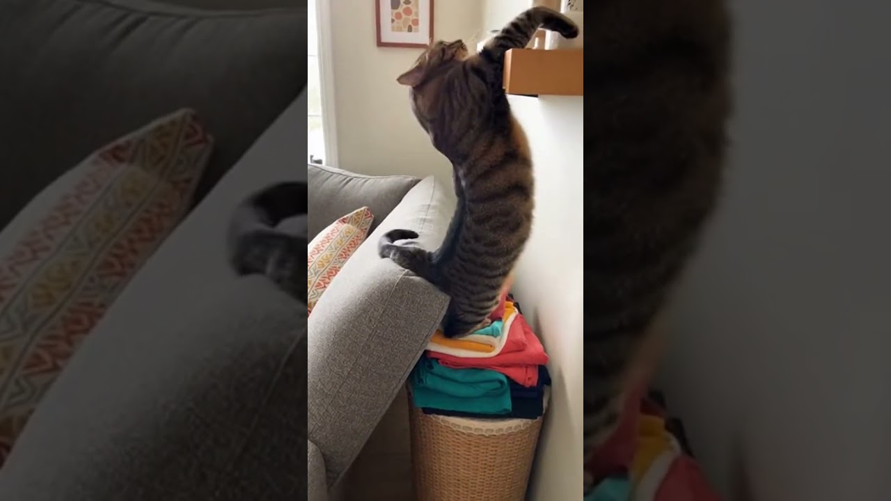 Cat's Epic Jump Fail 😹