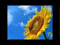 【オルゴール】 久石譲 ♪ Summer