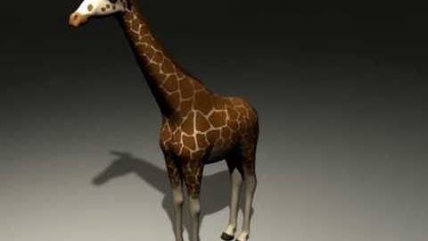Giraffe Model Rotation
