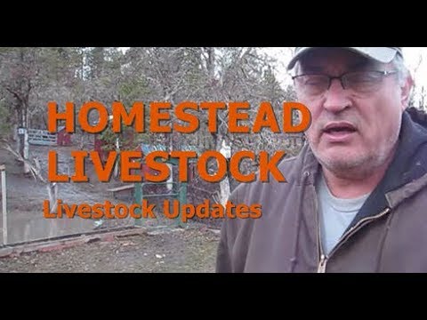 HOMESTEAD LIVESTOCK - Update On Our Livestock