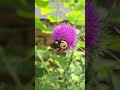 Bumblebee Pollinating Thistle #insects #naturelovers #nature #bees #pollinators #gardening #garden
