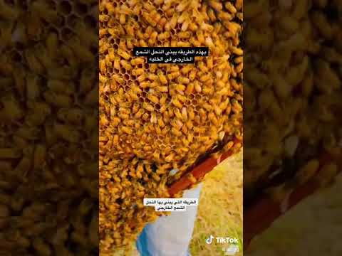 النحل العراقي الهجين