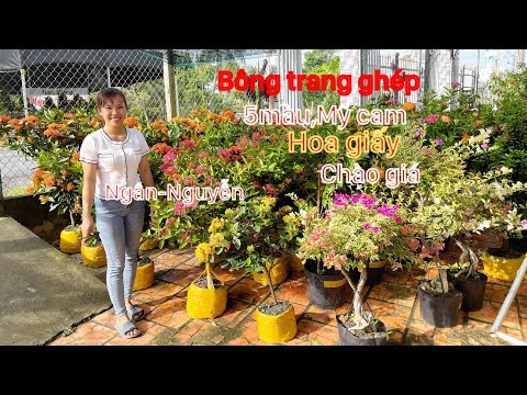 Video Mẫu đơn Mỹ cam,Hồng phấn,ghép 5màu,hoa giấy chào... - youtube
