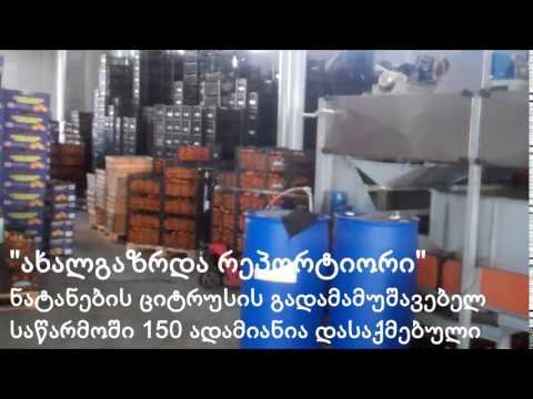 \"ახალგაზრდა რეპორტიორი\" – ციტრუსის გადამამუშავებელი საწარმო ნატანებში