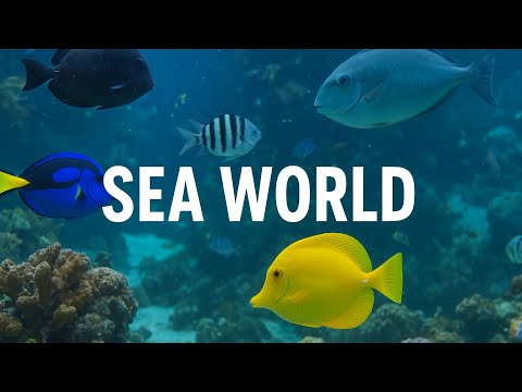 Aesthetic Sea World Gold Coast Vlog Relaxing Ocean Vibes 