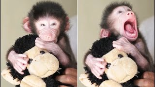 Discover the Secret to Mona Baby Baboon Monkey's Free and Happy Time by Pet Cute Animals 370 views 5 months ago 10 minutes, 1 second