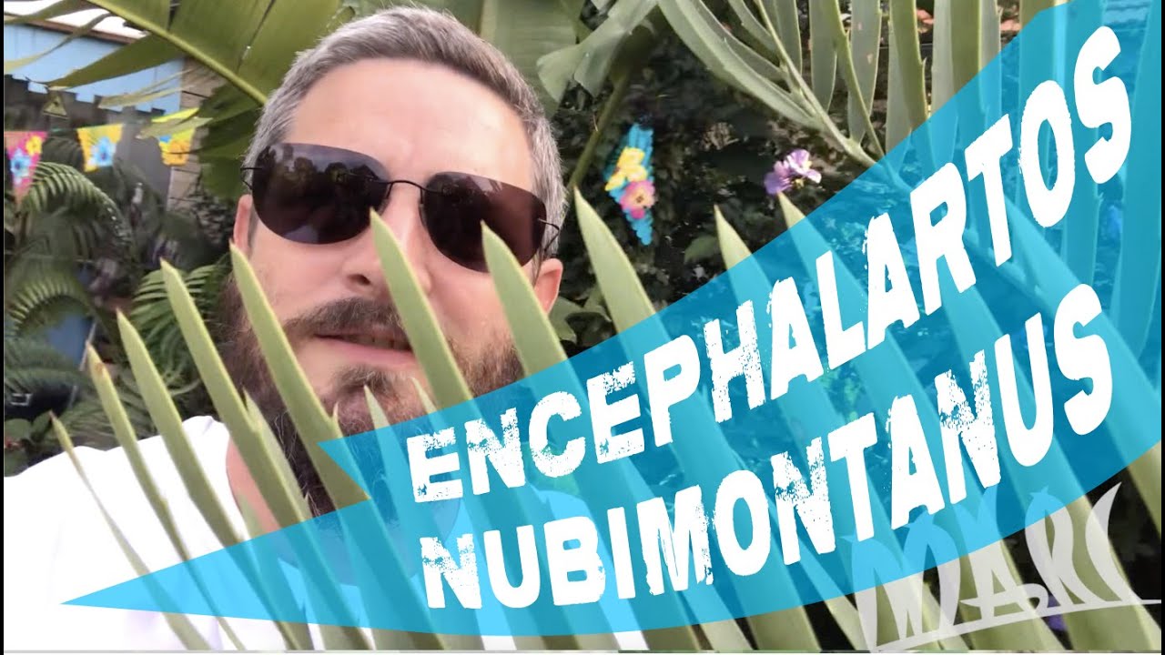 Encephalartos nubimontanus + robusta blue cycad