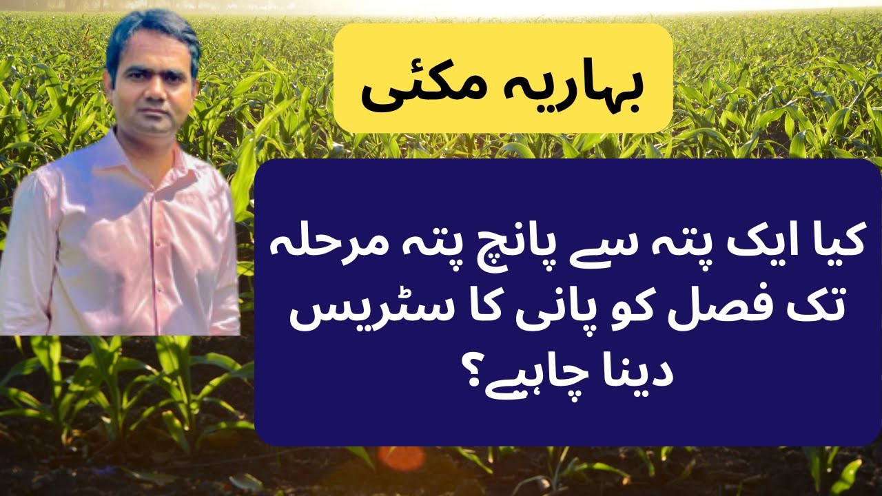 Maize Irrigation management (بہاریہ مکئی میں ایک پتہ سے پانچ پتہ تک فصل کو کتنا پانی لگاناچاہیے؟)