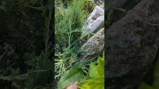 можжевельник казацкий вариегата. Барнаул Южный. Алтай.
