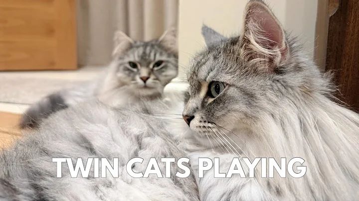 Video 11124461: siberian forest cat, beautiful forest cat