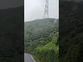 Mirik Siluguri Darjeeling tea tree 🌴