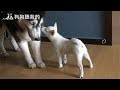 狗狗聽我的 - 如何制止幼犬咬手 (How to stop a puppy from biting)