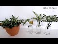 How to Propagate Aglaonema Snow White from Cuttings in Water and Soil (Chinese Evergreen Cuttings)