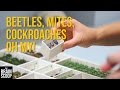 Beetles, Mites, Cockroaches Oh My! [Insect Collection Tour]