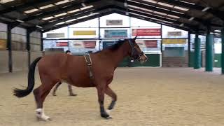 Our processes and priorities of backing a young horse.