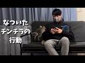 なつくようになったチンチラの行動がかわいい　※眩しすぎ注意