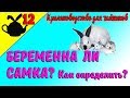 КАК ОПРЕДЕЛИТЬ БЕРЕМЕННА ЛИ КРОЛЬЧИХА? / Кролиководство для чайников 12