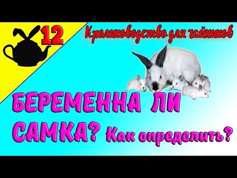 КАК ОПРЕДЕЛИТЬ БЕРЕМЕННА ЛИ КРОЛЬЧИХА? / Кролиководство для чайников 12