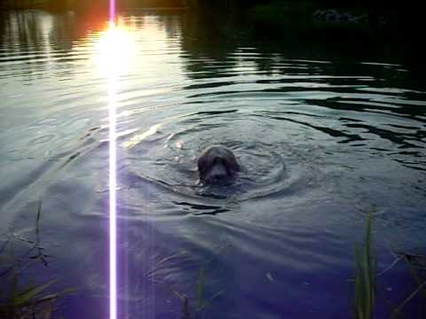 Teddy schwimmt immer besser 02.07.10.AVI
