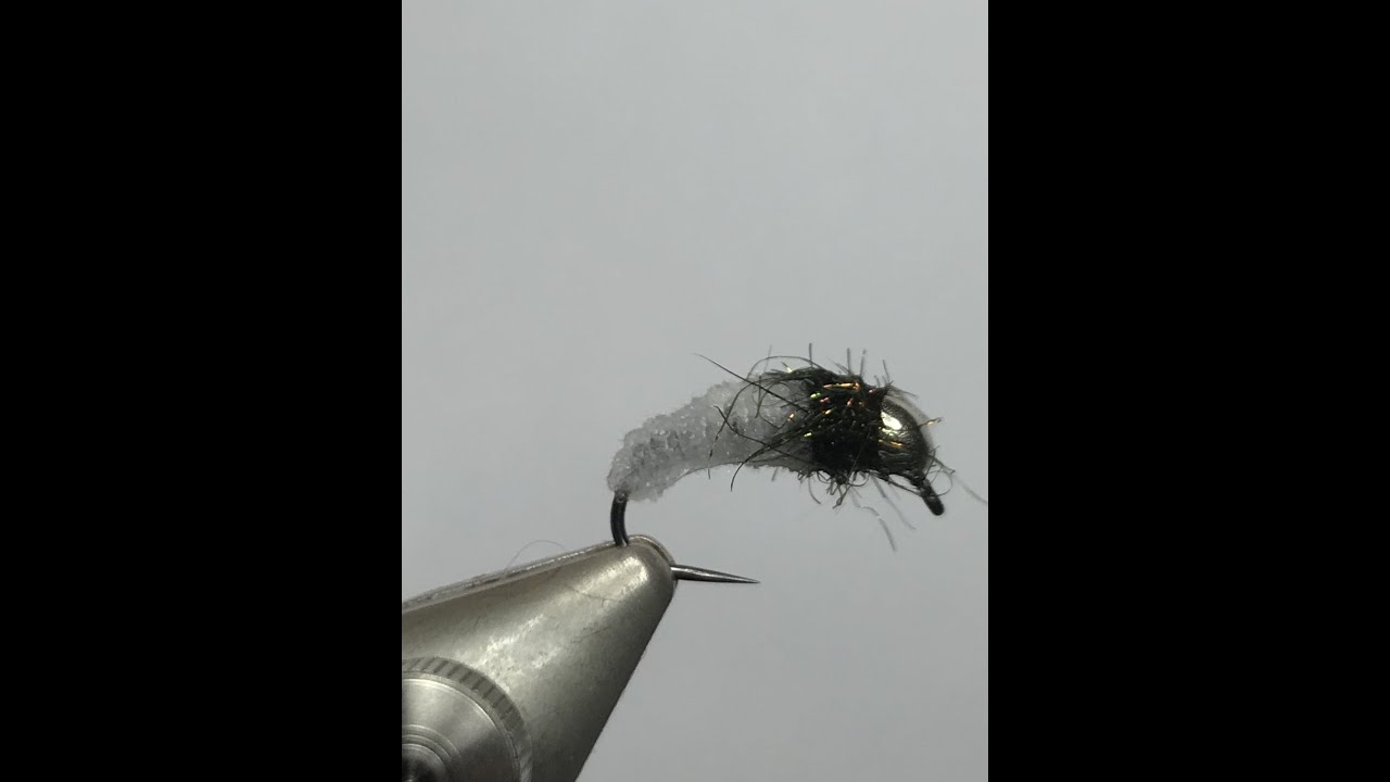 Montage d'une larve de trichoptère avec corps en Javi